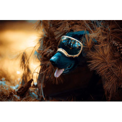 Lunettes pour chien REX SPECS V2